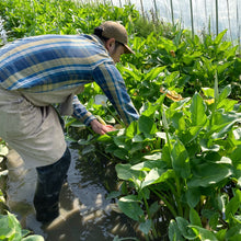 画像をギャラリービューアに読み込む, 【初めての産直体験に】カラー|ウェディングマーチ 5本