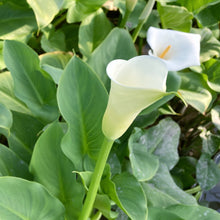 画像をギャラリービューアに読み込む, 【初めての産直体験に】カラー|ウェディングマーチ 5本