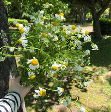 画像をギャラリービューアに読み込む, 【5/10以降到着】オーガニックカモミールと季節のハーブ