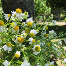 画像をギャラリービューアに読み込む, 【5/10以降到着】オーガニックカモミールと季節のハーブ