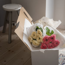 画像をギャラリービューアに読み込む, 唯一無二の品種|クニエダのバラ「オール4キュート+」【3営業日以降に発送】