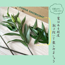 画像をギャラリービューアに読み込む, 新潟のオリエンタルユリ【発送日目安:3~5営業日】