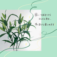 画像をギャラリービューアに読み込む, 新潟のオリエンタルユリ【発送日目安:3~5営業日】