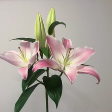 画像をギャラリービューアに読み込む, 【期間限定・10月下旬頃まで】新潟のオリエンタルユリ+チューリップの球根セット