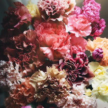 画像をギャラリービューアに読み込む, キャンディカラーが可愛い|菅井園芸のカーネーションmix