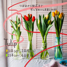 画像をギャラリービューアに読み込む, 週末にお届け!新潟のチューリップmix