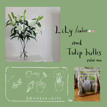 画像をギャラリービューアに読み込む, 【期間限定・10月下旬頃まで】新潟のオリエンタルユリ+チューリップの球根セット