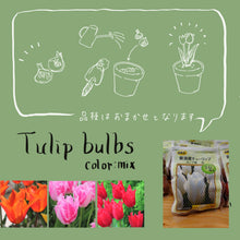 画像をギャラリービューアに読み込む, 【期間限定・10月下旬頃まで】新潟のオリエンタルユリ+チューリップの球根セット