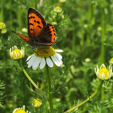 画像をギャラリービューアに読み込む, 【5/10以降到着】オーガニックカモミールと季節のハーブ