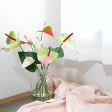 画像をギャラリービューアに読み込む, 貴重な国産アンスリウム|おまかせ(M)【発送目安3~5営業日】