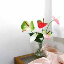 画像をギャラリービューアに読み込む, 貴重な国産アンスリウム|おまかせ(S)【発送目安3~5営業日】