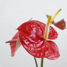 画像をギャラリービューアに読み込む, 貴重な国産アンスリウム|おまかせ(M)【発送目安3~5営業日】