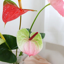 画像をギャラリービューアに読み込む, 貴重な国産アンスリウム|おまかせ(M)【発送目安3~5営業日】