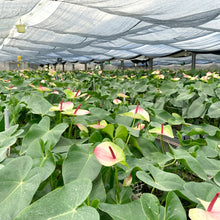 画像をギャラリービューアに読み込む, 貴重な国産アンスリウム|おまかせ(M)【発送目安3~5営業日】