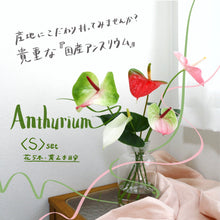 画像をギャラリービューアに読み込む, 貴重な国産アンスリウム|おまかせ(S)【発送目安3~5営業日】