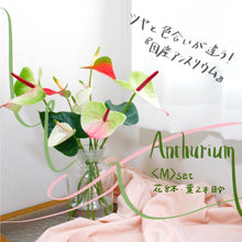画像をギャラリービューアに読み込む, 貴重な国産アンスリウム|おまかせ(M)【発送目安3~5営業日】