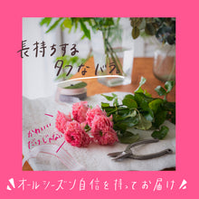 画像をギャラリービューアに読み込む, 唯一無二の品種|クニエダのバラ「オール4キュート+」【3営業日以降に発送】